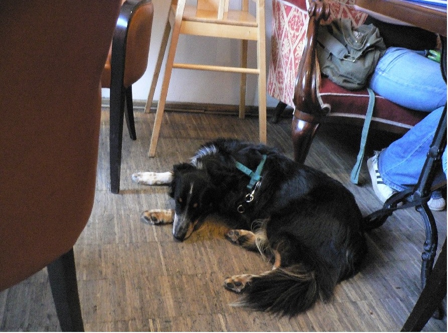4 レストランやカフェに犬同伴は当たり前.jpg